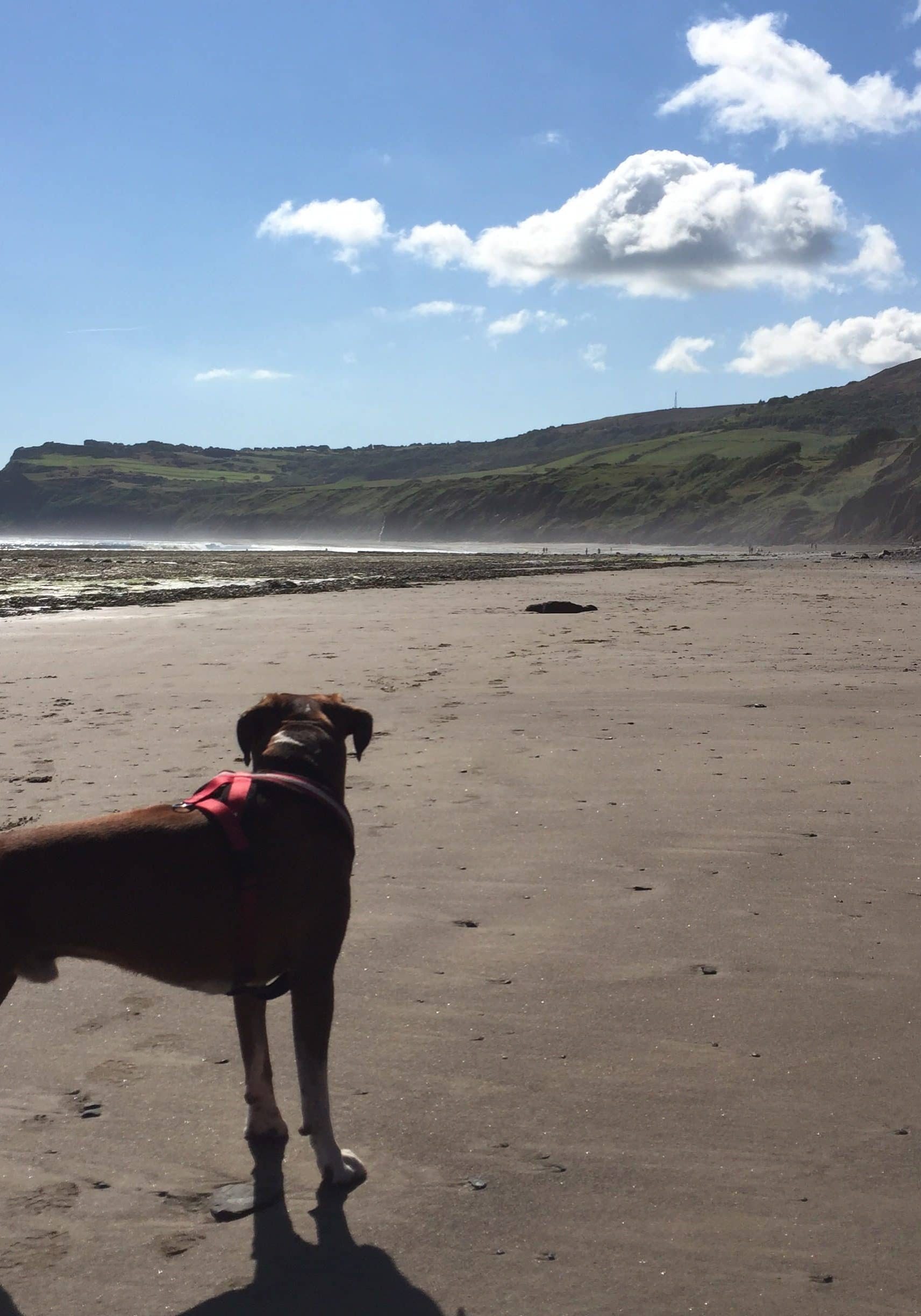 Our very own Role enjoying the sun on Robin Hood's Bay beach.